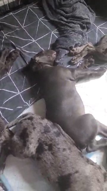 REDUCE Blue cane corso in North West Leicestershire