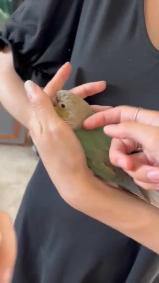 Green cheeked Conure Parrot in East Riding of Yorkshire