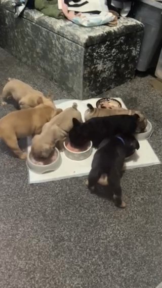 Wire Hair Visual French Bulldog Puppies in Leeds