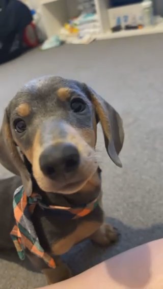 7 Month Old dashund in Cheshire East