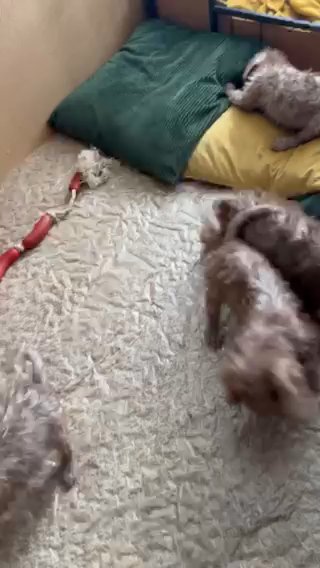 Bedlington Terriers Looking For Forever Homes in North Yorkshire