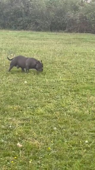 Micro Bully in Colchester