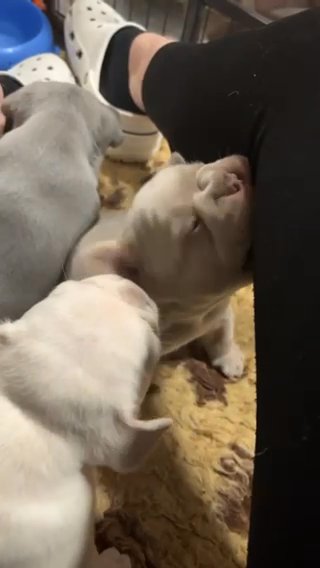 French Bulldog Puppies in Staffordshire
