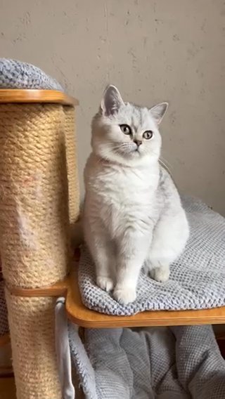 Scottish Kittens in Brighton and Hove