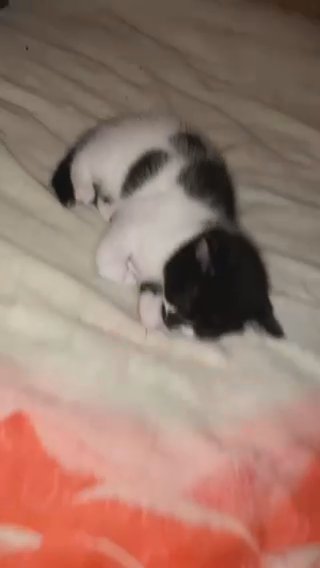 2 gorgeous kittens for sale in Birmingham