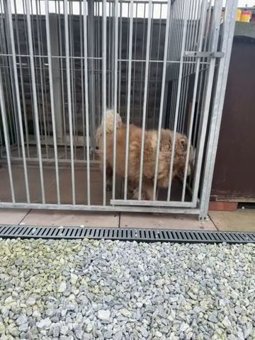chow chow female in Carlisle
