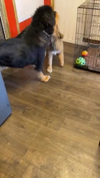 Tiberian Mastiff 2 Year Old Girl  Black And Tan in Halton