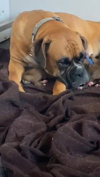 Beautiful KC REGISTERED Boxer Puppies Fantastic Five Generation Pedegree Ready 26th October in Chesterfield