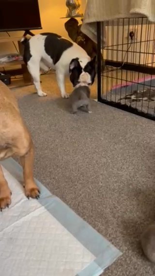 French Bulldog Puppies in Sheffield