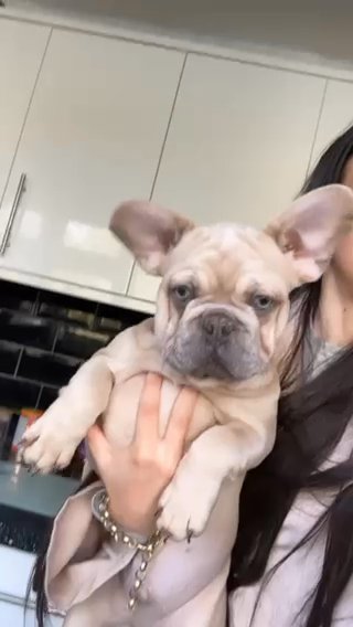 Stunning Fluffy Frenchies in Leeds