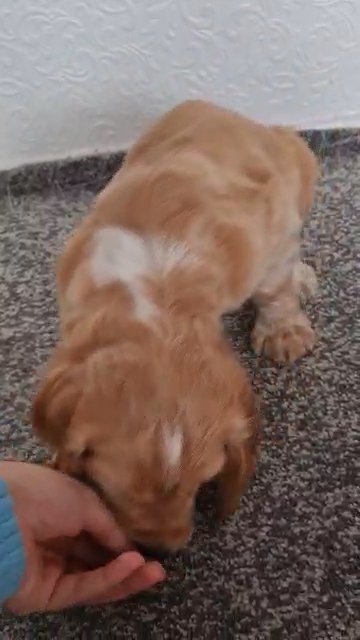 2 boys left READY NOW DNA health tested pups in Bromley