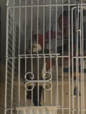 Unsexed suspected male cockatiel for sale in Walsall