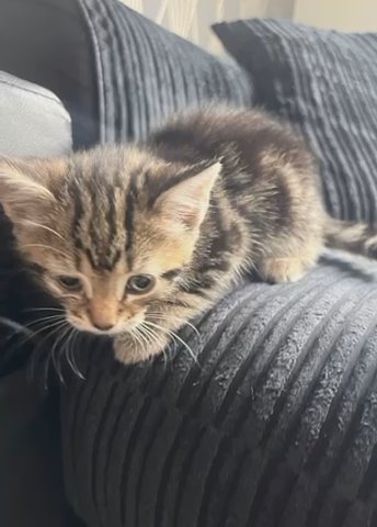 Tabby kitten in Birmingham