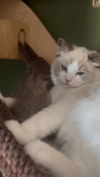 Beautiful Blue bicolour Girl in Wakefield