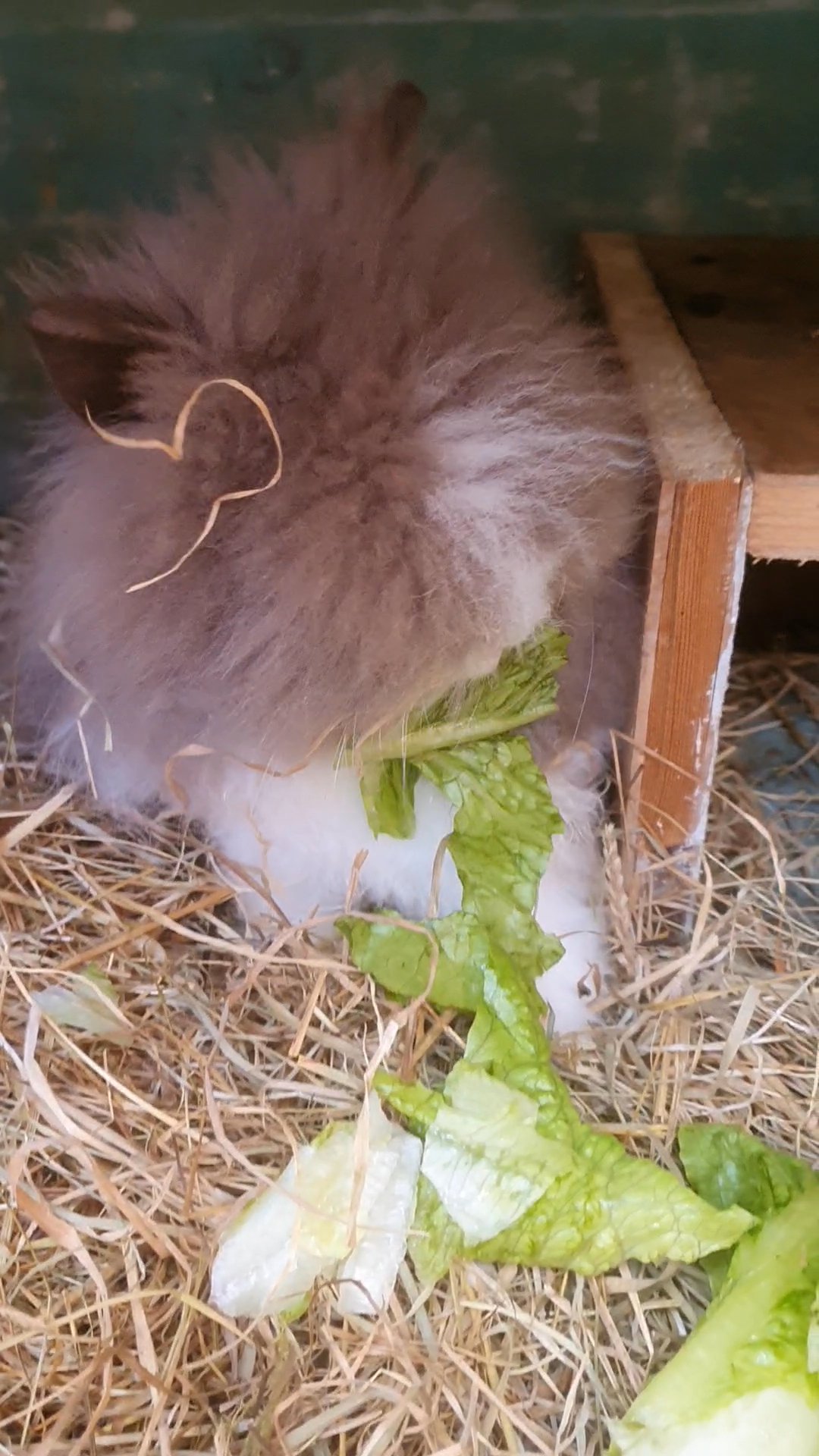 beautiful purebred lionhead female in South Buckinghamshire