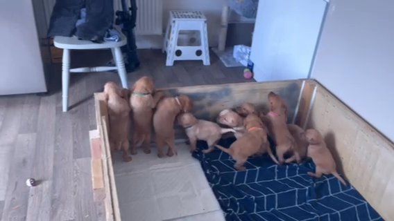 Labrador Puppies. Ready To Leave In 3 Weeks! in Chesterfield