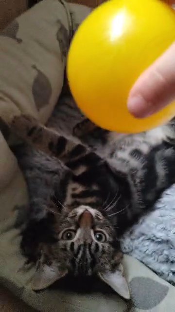 marble Bengal cross in London