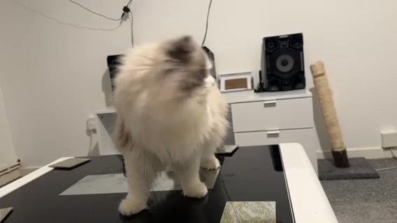 Large Male Ragdoll in Cardiff