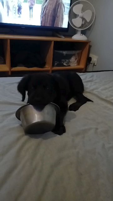 puppy in Nuneaton & Bedworth