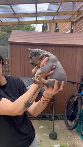 French Bulldog Female in Manchester