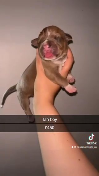 CANE CORSO x in St Albans