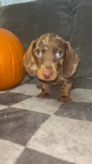 Miniature Dachshund in Manchester