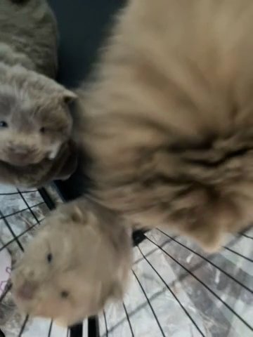 Chow Chow Puppies in Bury