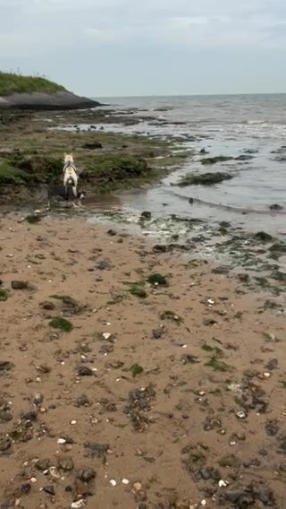 French Bulldog in Leicester