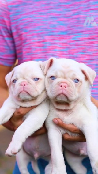 Pink Pugs in London