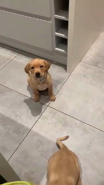 very playful  and stunning  labrador pups in Wrexham