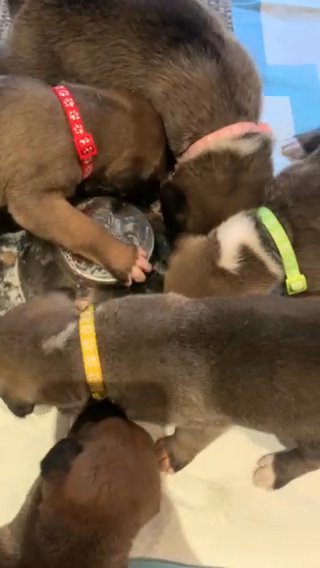 Puppies in Derby