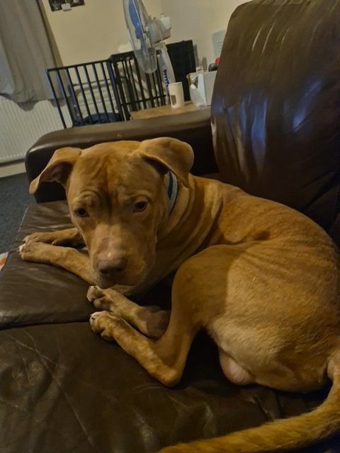 staffy cross in Sheffield