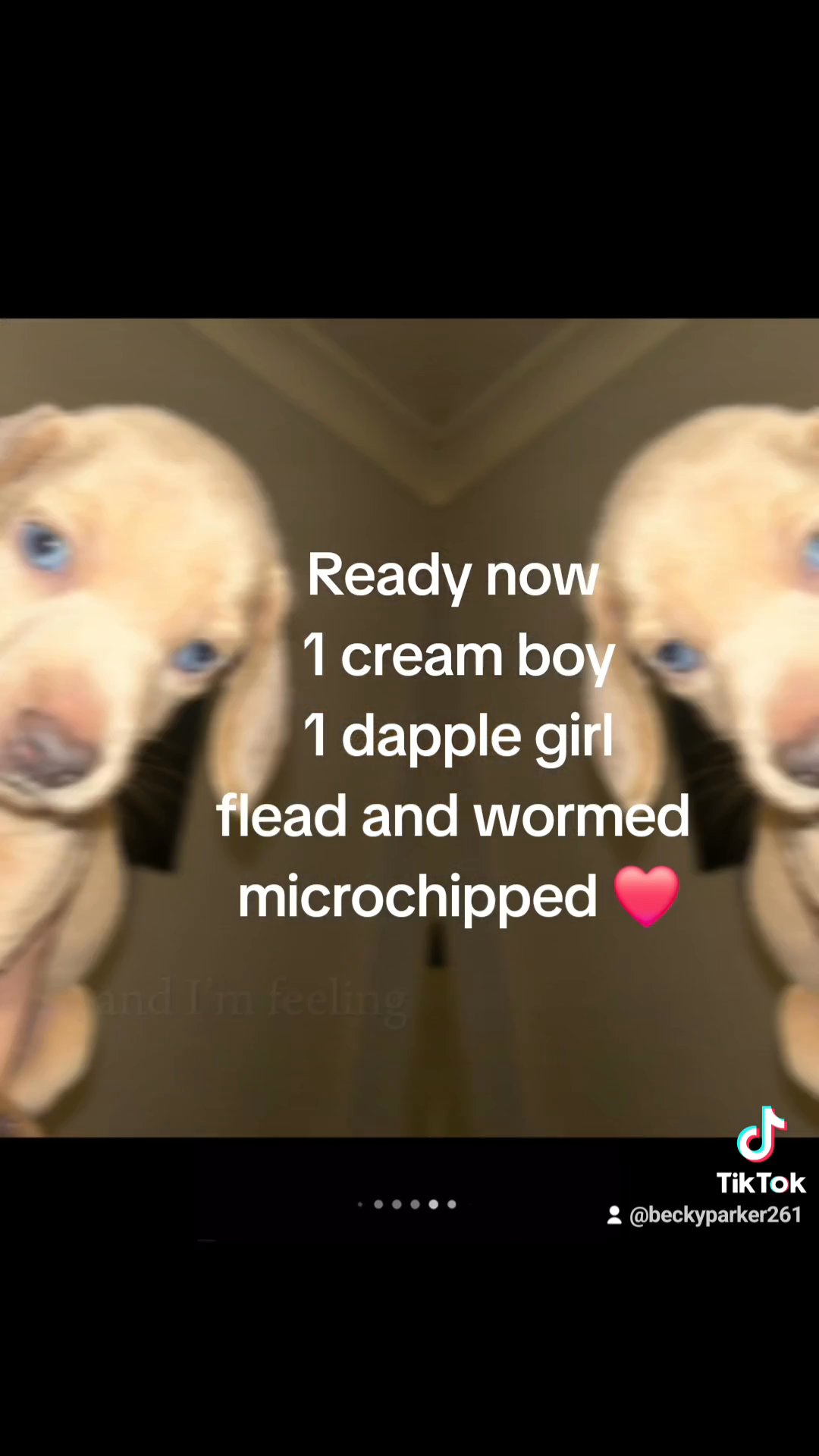 minature daschund puppies in Cambridge