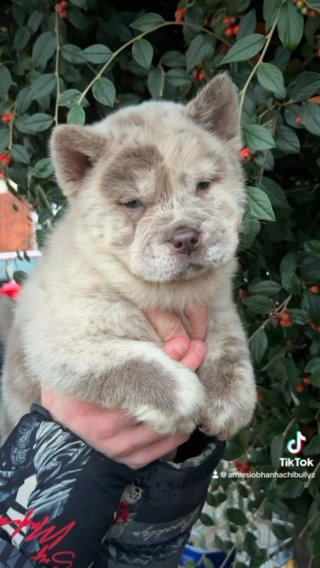 Lilac Merle Smooth Boy Co Own in London