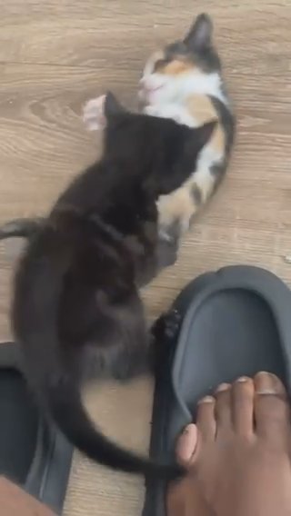 kittens ready to leave now 7 weeks in London