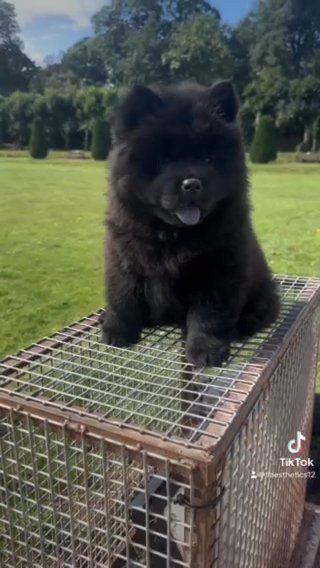 Quailty Female Chows in London
