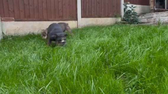 English Bulldog Puppies in Staffordshire