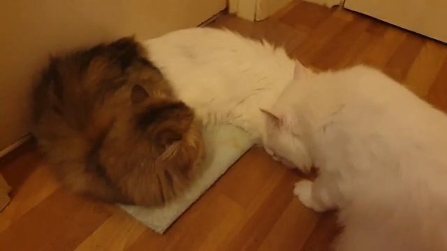 Chinchilla Persian Pure White Male in Solihull