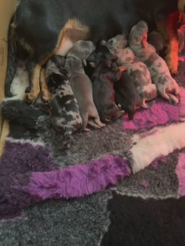 Mini Daschunds in Cardiff