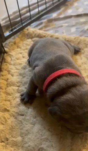 Beautiful Girl French Bulldog in Birmingham