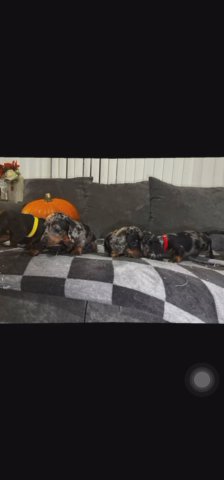 Miniature Dachshunds in Manchester