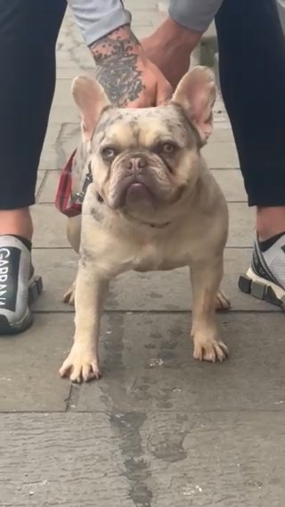 High Quality Fluffy Big Rope Merle French Bulldogs ?? in Leeds
