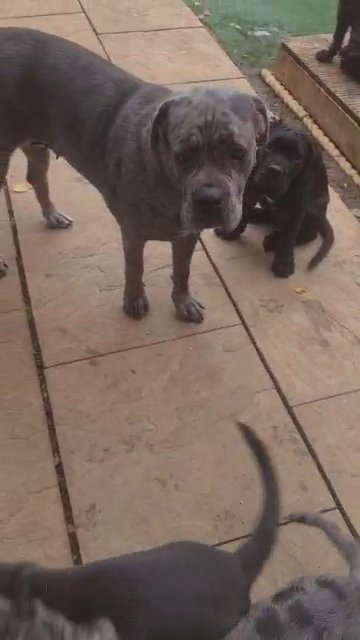 reduce cane corso in North West Leicestershire
