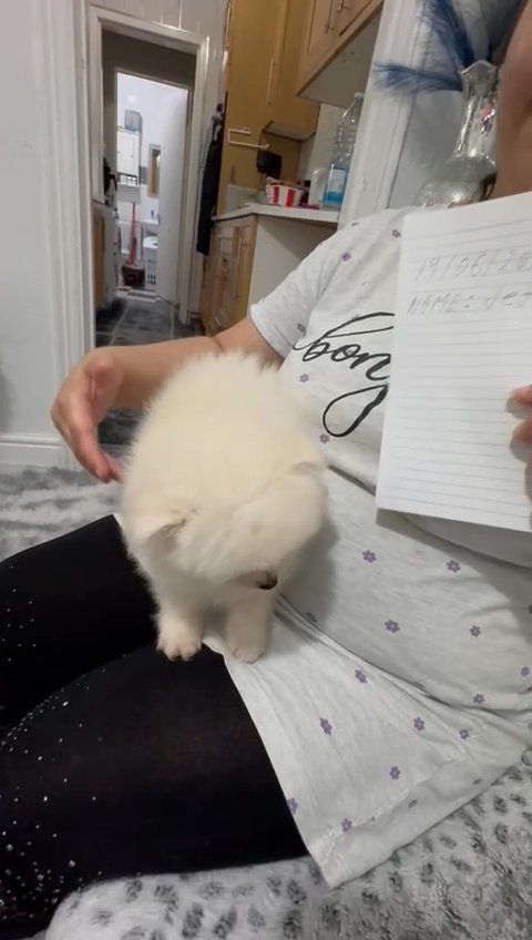 Adorable Pomeranian Puppies Available in Bromsgrove Worcestershire
