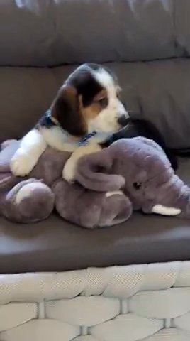 Stunning Basset Hound Cross Corgi Male Puppy in Birmingham