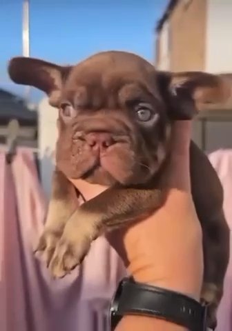 Male French Bulldog in North Yorkshire