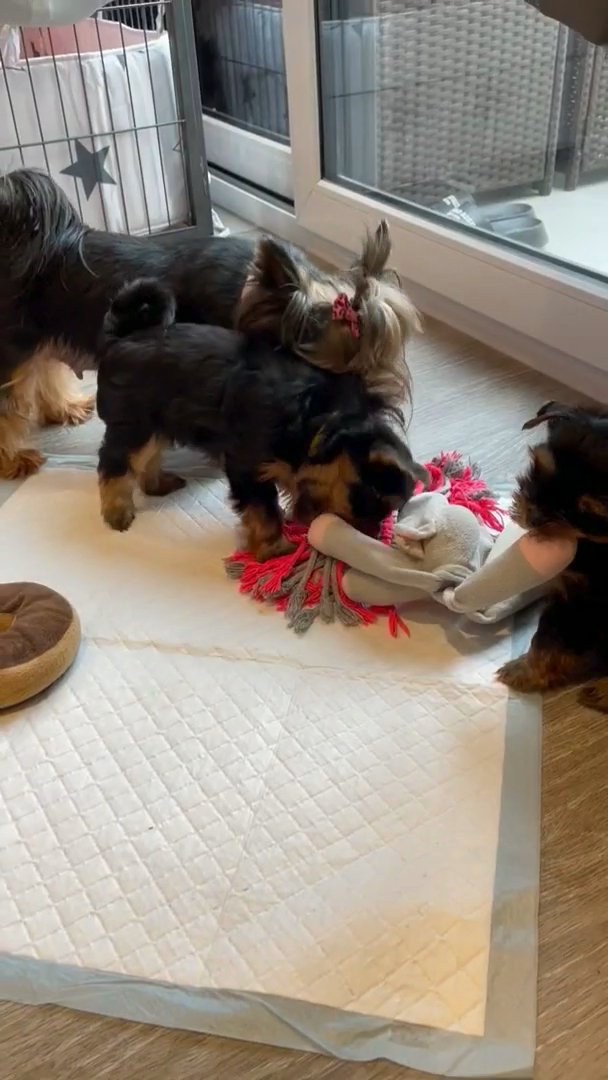Outstanding Litter Of Healthy T-Cup Yorkshire Terrier Puppies in Southampton