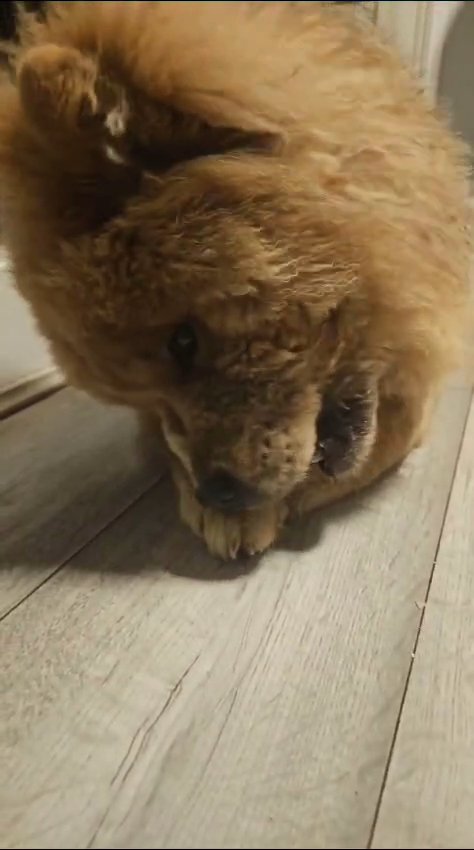 blue/Fawn male chow chow in Blackburn with Darwen