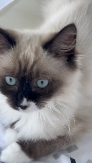 Ragdoll in London