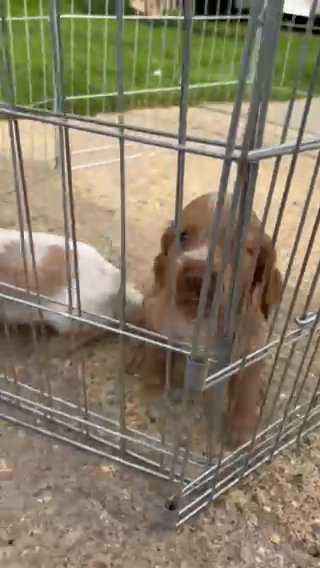 Cocker Spaniel Pups in Huntingdonshire